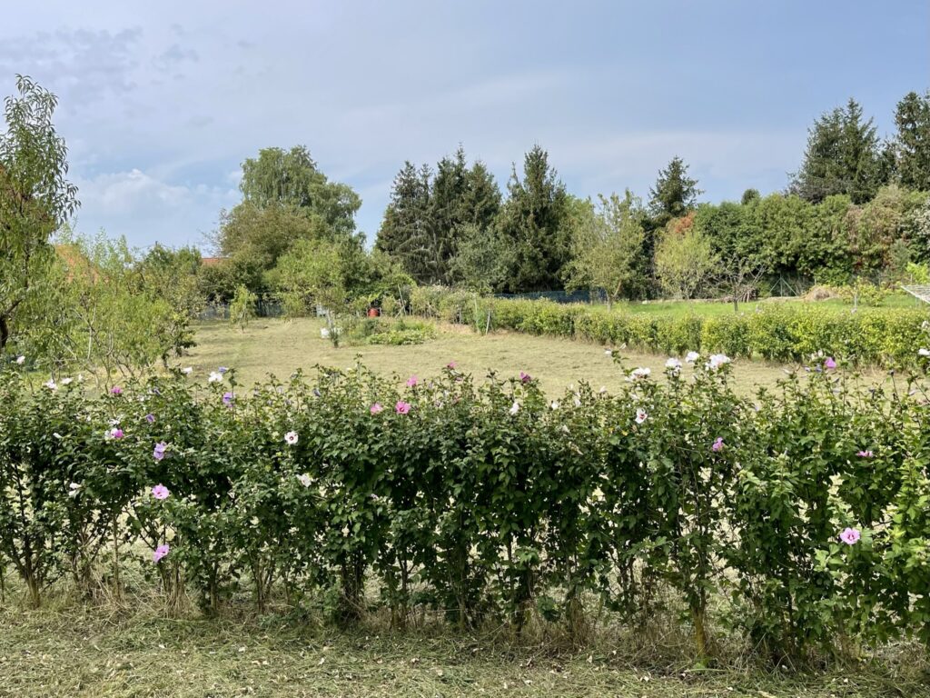 Lakóövezeti telek